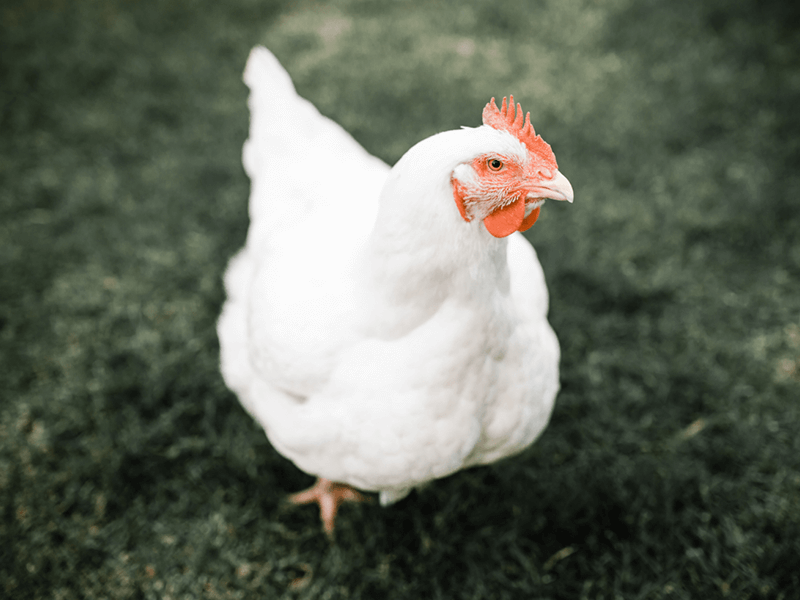 Broiler (Etlik) Tavuk Üretim Süreçleri ve Avantajları